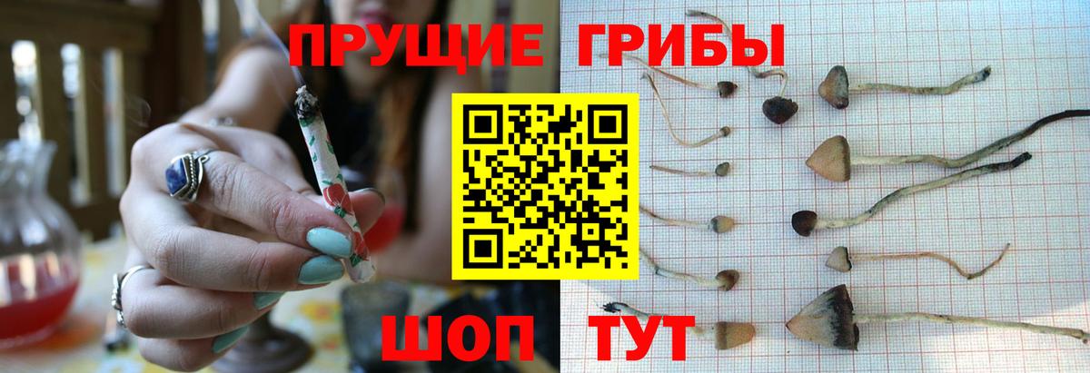 Галлюциногенные грибы Psilocybine cubensis  купить наркоту  Черногорск  Вход с VPN  Псилоцибиновые грибы мухоморы 
